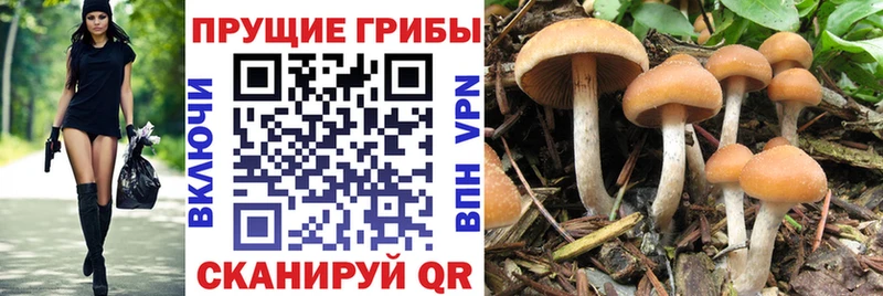 Галлюциногенные грибы Psilocybine cubensis Калязин